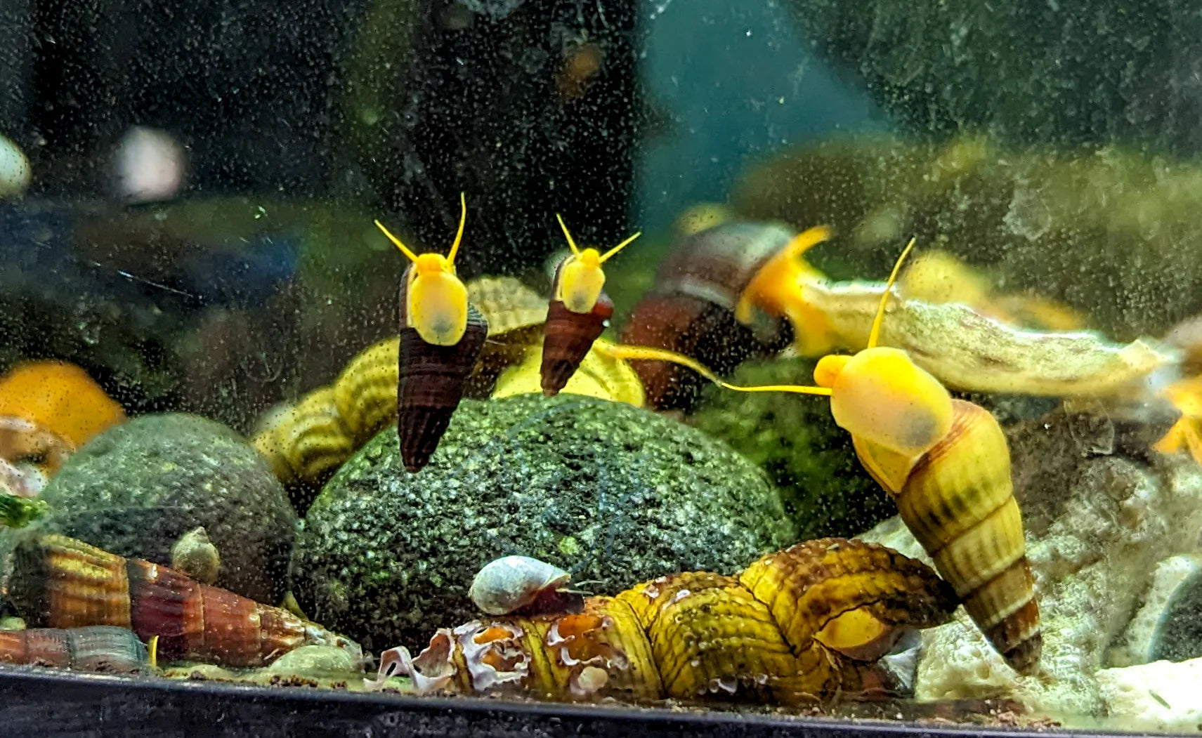 Yellow Sulawesi Rabbit Snail 2cm