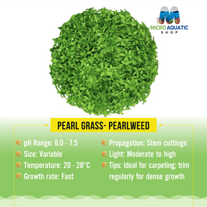 Pearl Grass- Pearlweed Micro Aquatic Shop