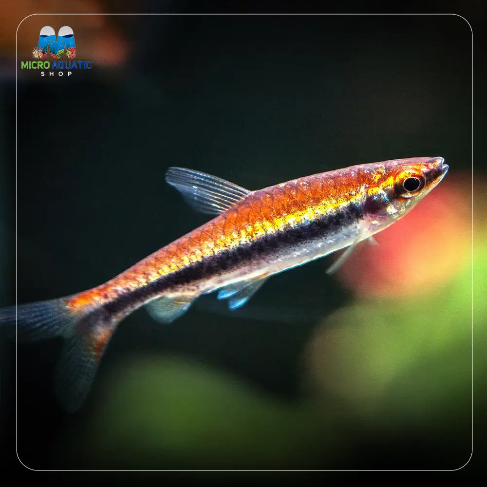 Pencil Fish - Golden