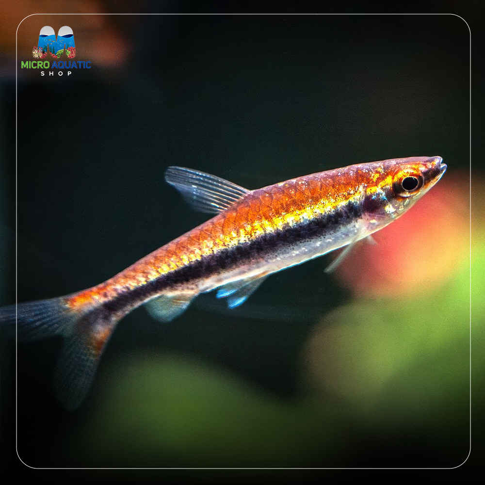 Pencil Fish - Golden Micro Aquatic Shop