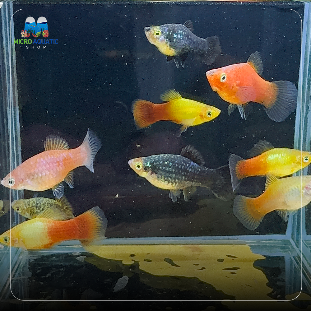 Platies – Multicolor 3cm Micro Aquatic Shop