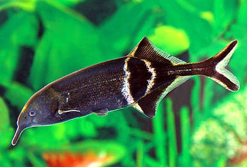 Elephant Nose Fish - FRESH WATER DOLPHIN 8CM Micro Aquatic Shop