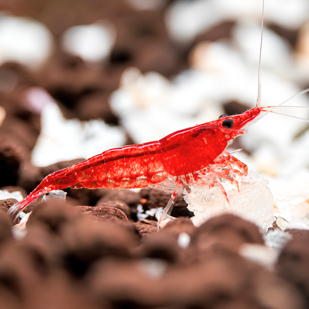 Cherry Shrimp - Red 1cm