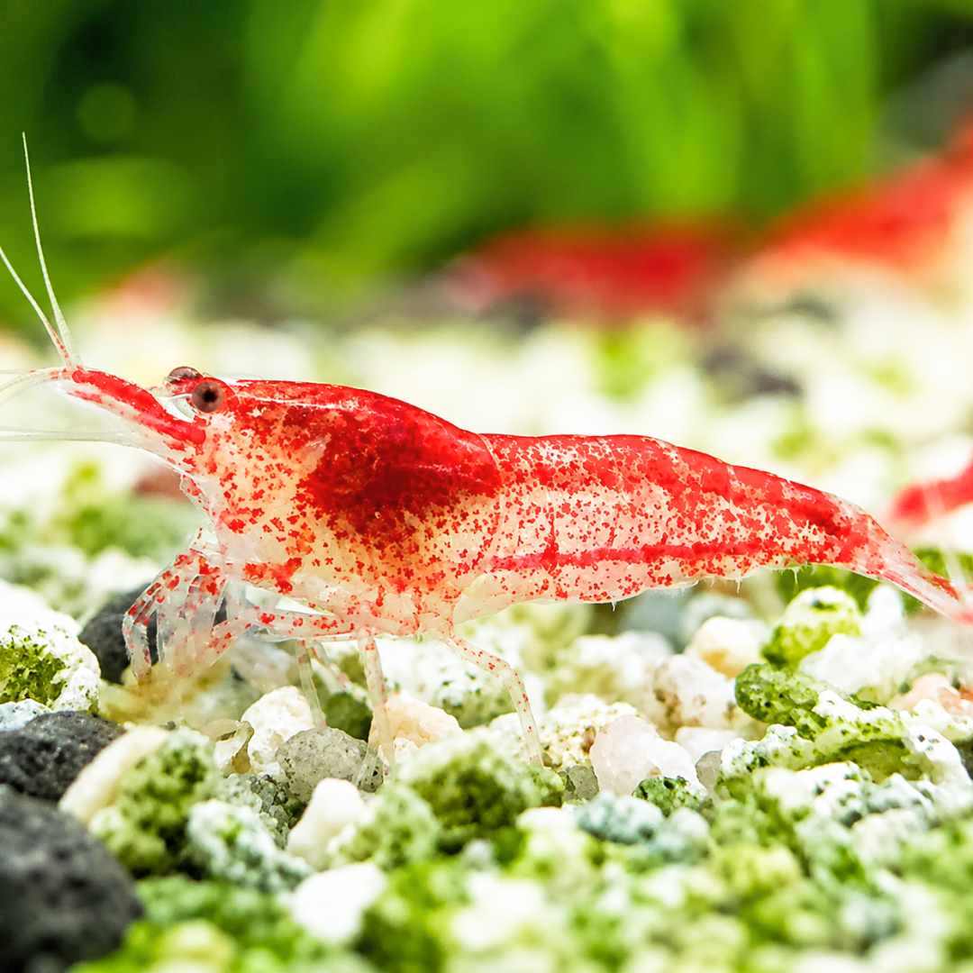 Cherry Shrimp - Red Rilli 1cm