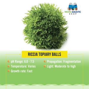 RICCIA TOPIARY BALLS Micro Aquatic Shop