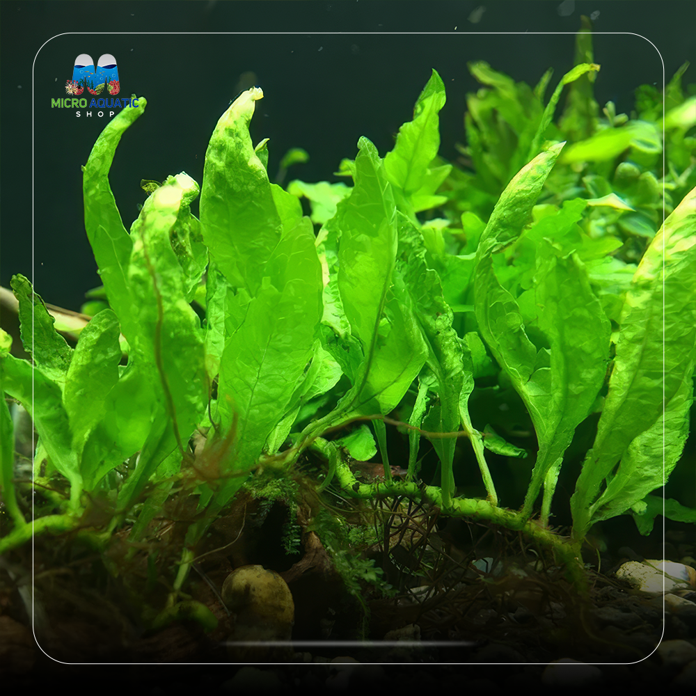 Rare - Spoon Leaf Java Fern Micro Aquatic Shop