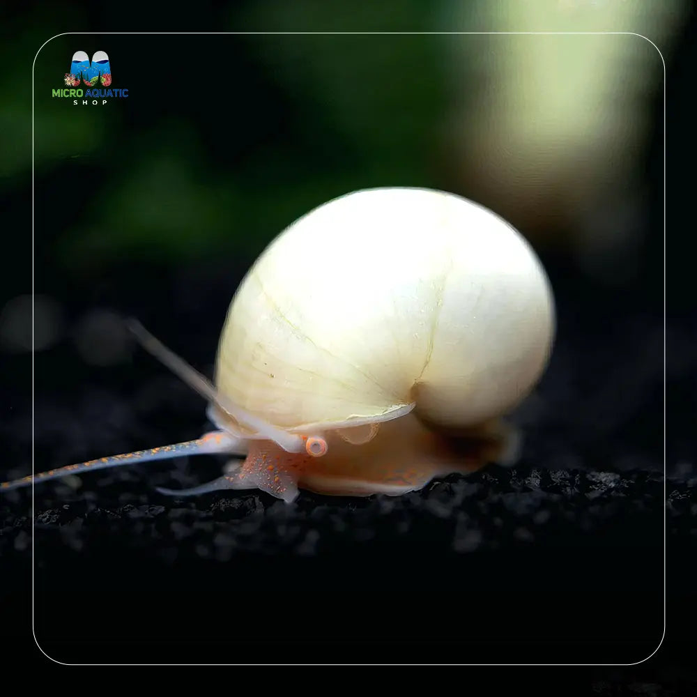 Rare Mystery Snail - Ivory