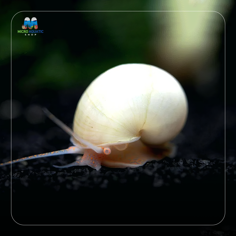 Rare Mystery Snail - Ivory Micro Aquatic Shop