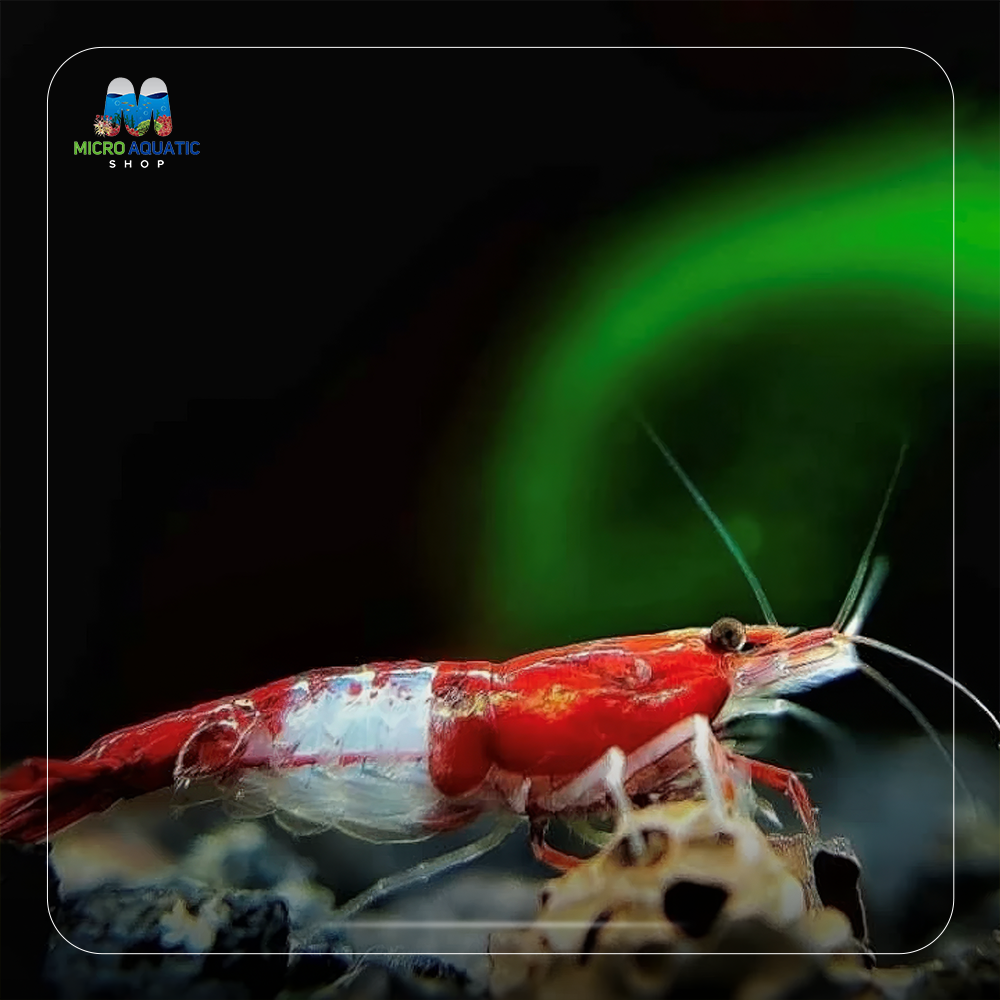 Red Rili High - Grade