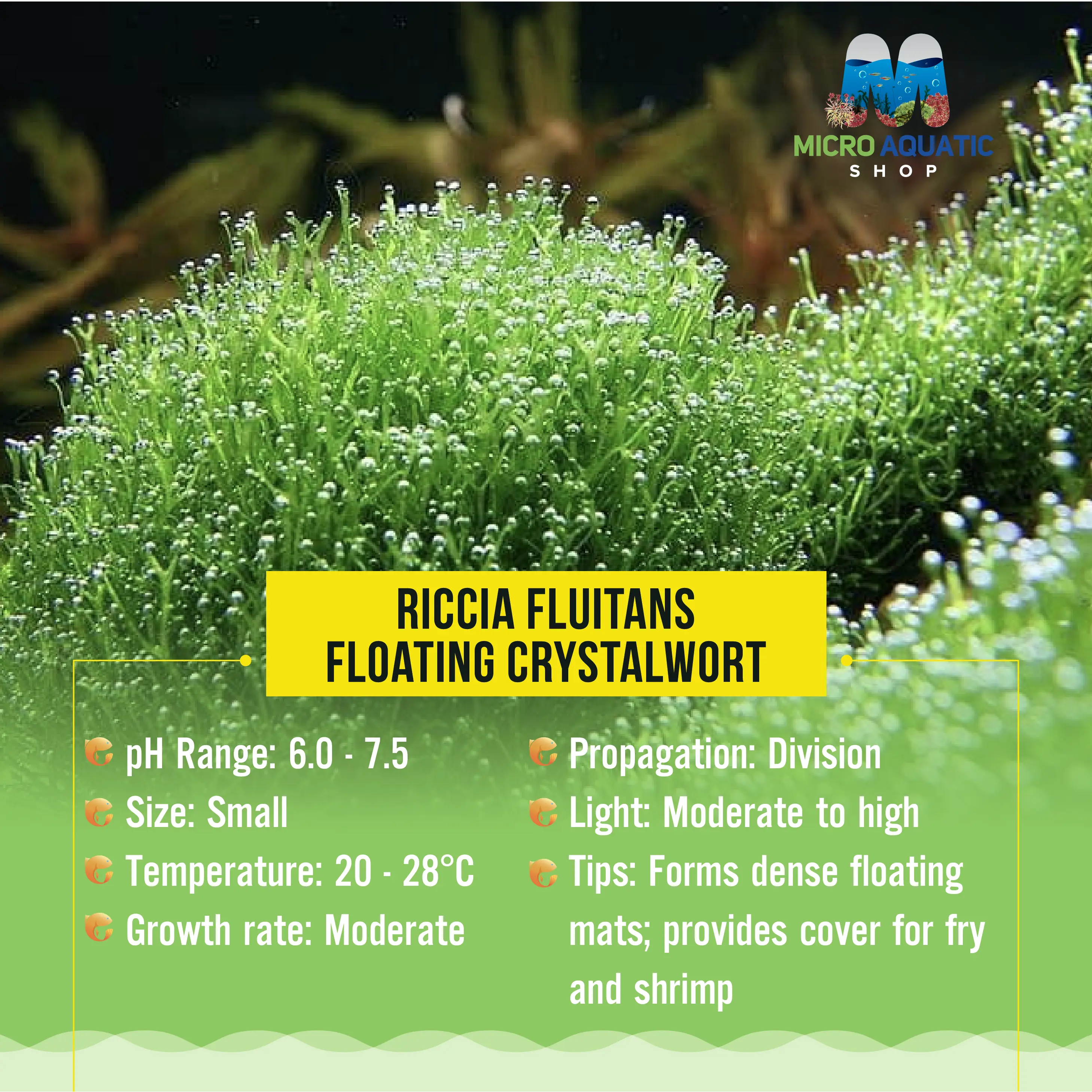 Riccia fluitans - floating crystalwort Micro Aquatic Shop
