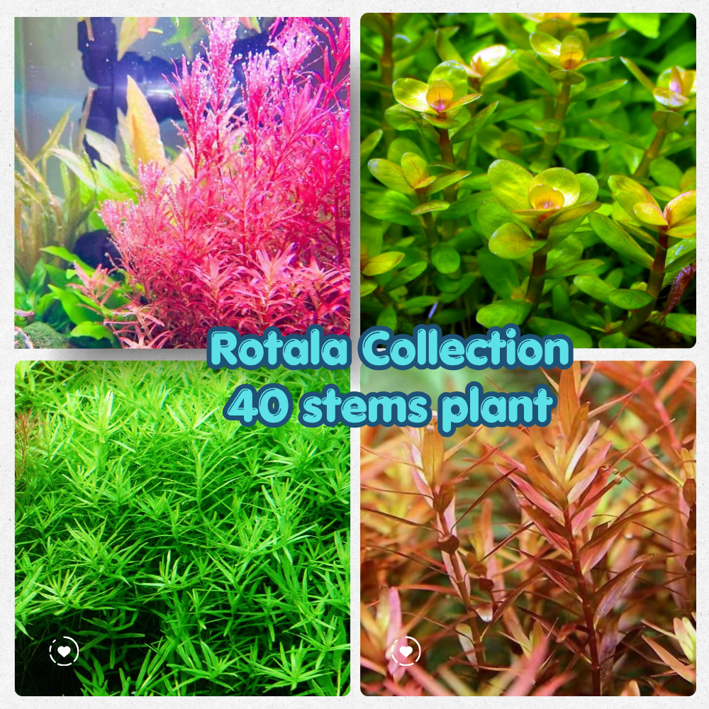Rotala Plant Collection Bundle Micro Aquatic Shop