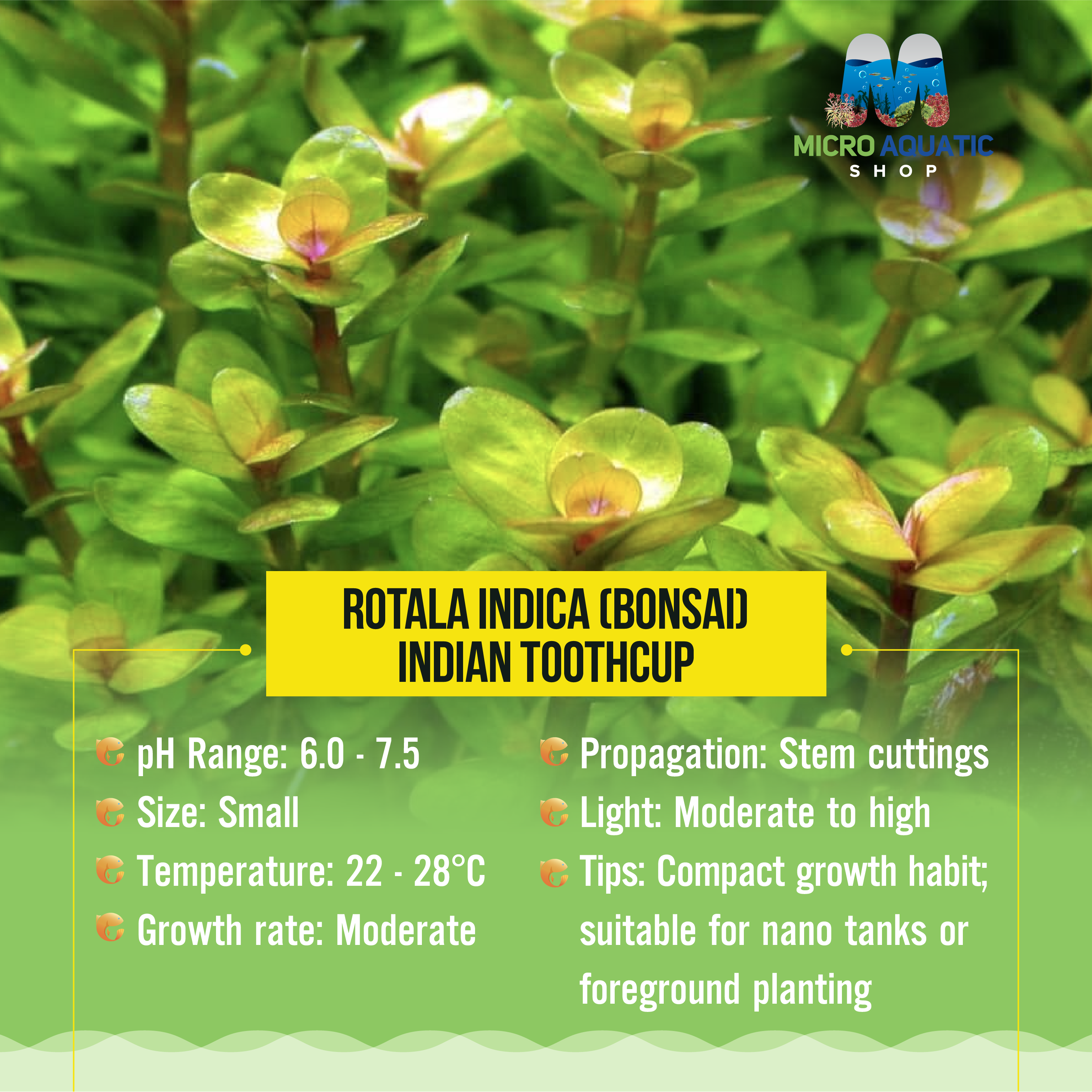 Rare Rotala Indica (Bonsai) - Indian Toothcup