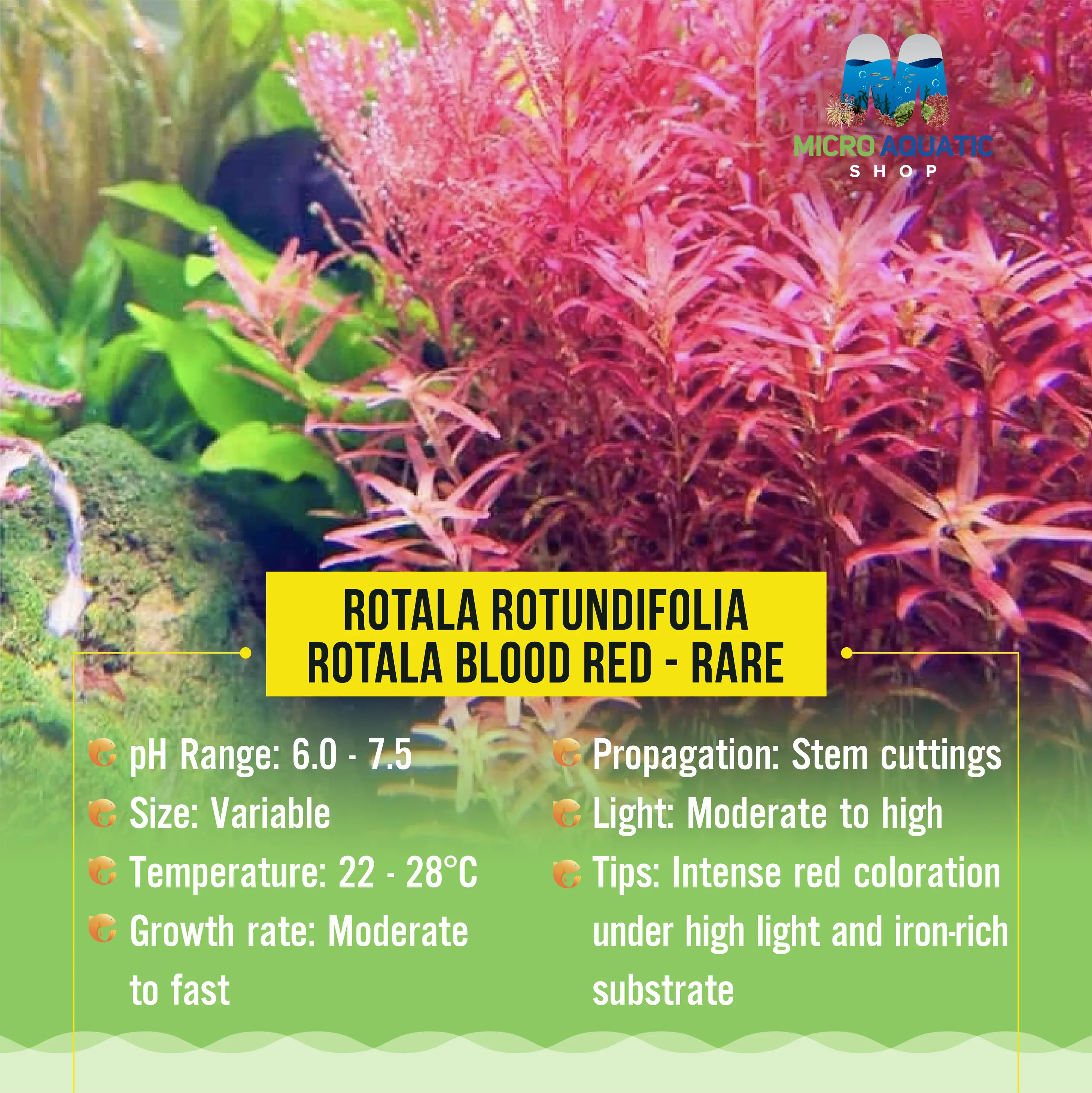 Rotala Blood Red - Rare Micro Aquatic Shop