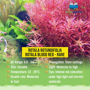 Rotala Blood Red - Rare Micro Aquatic Shop
