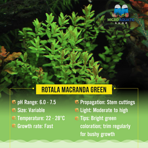 Rotala macranda green Micro Aquatic Shop
