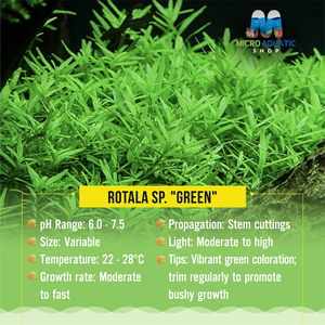 Rotala sp. "Green" Micro Aquatic Shop