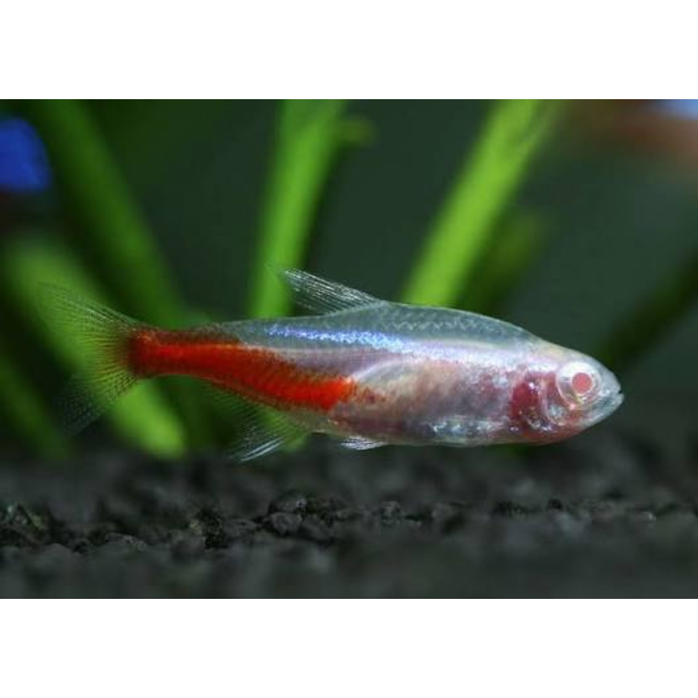 Tetra - Albino Neon 2.5cm
