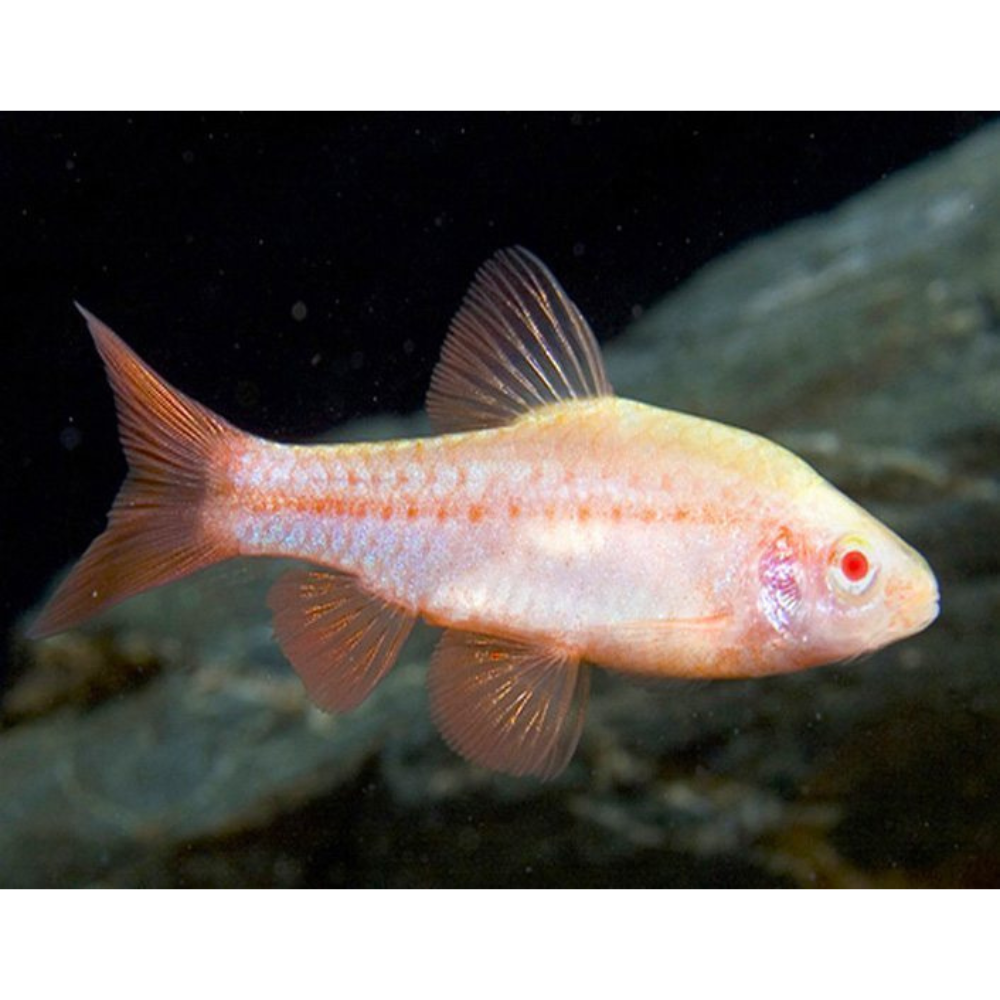 Barb - Albino Cherry 2-3cm