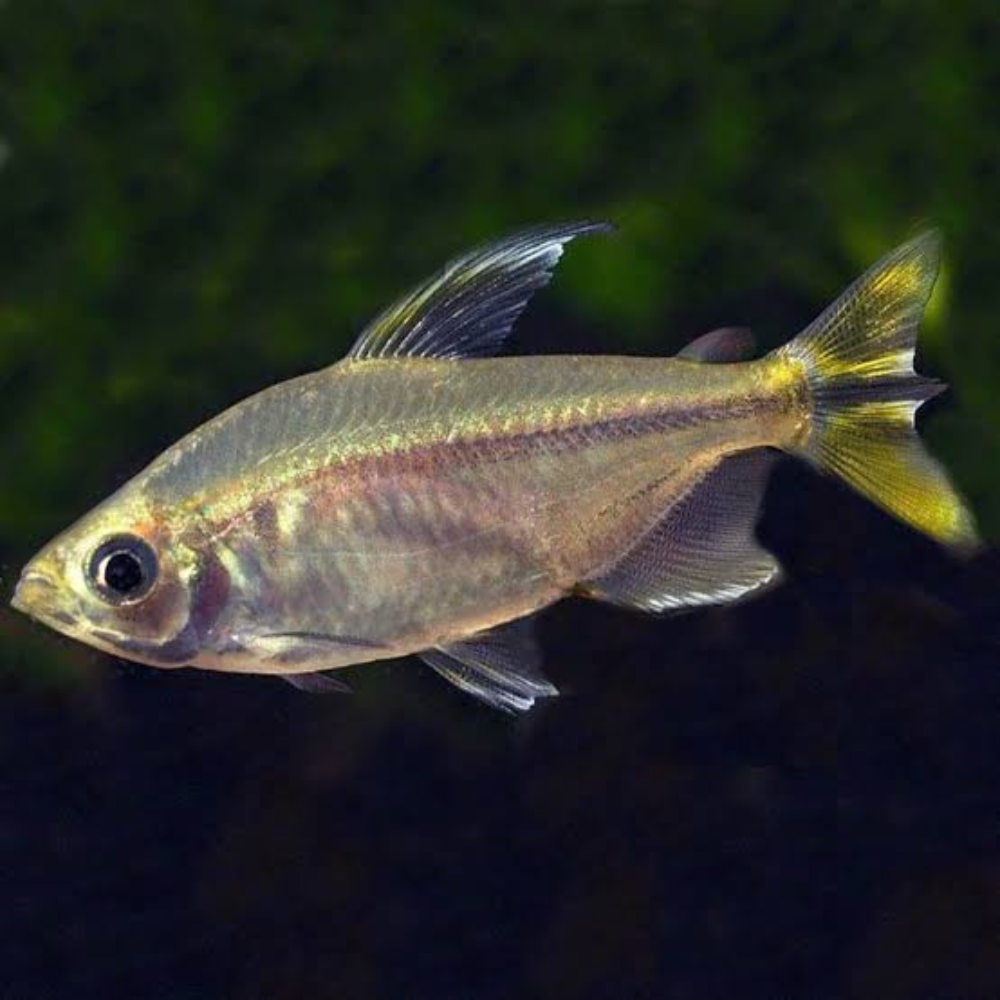 Tetra - Congo Yellow Tail 4-5cm
