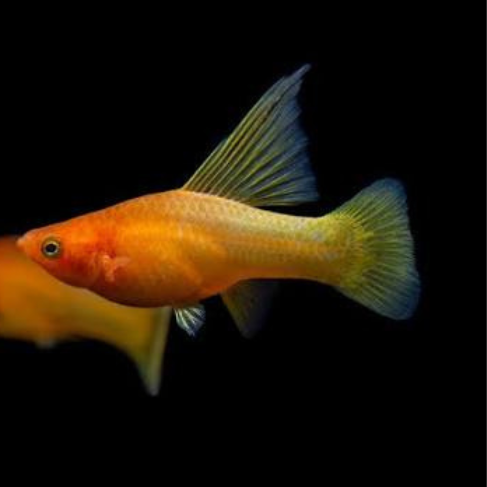 Platies – Sunrise Hifin Platy (Xiphophorus maculatus) 3-4cm