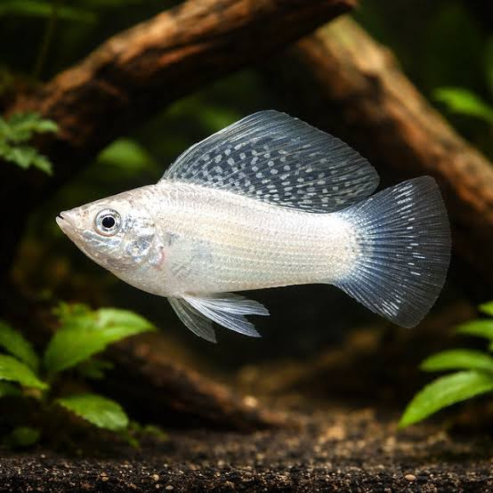 Mollies – Silver Sailfin 4-5cm