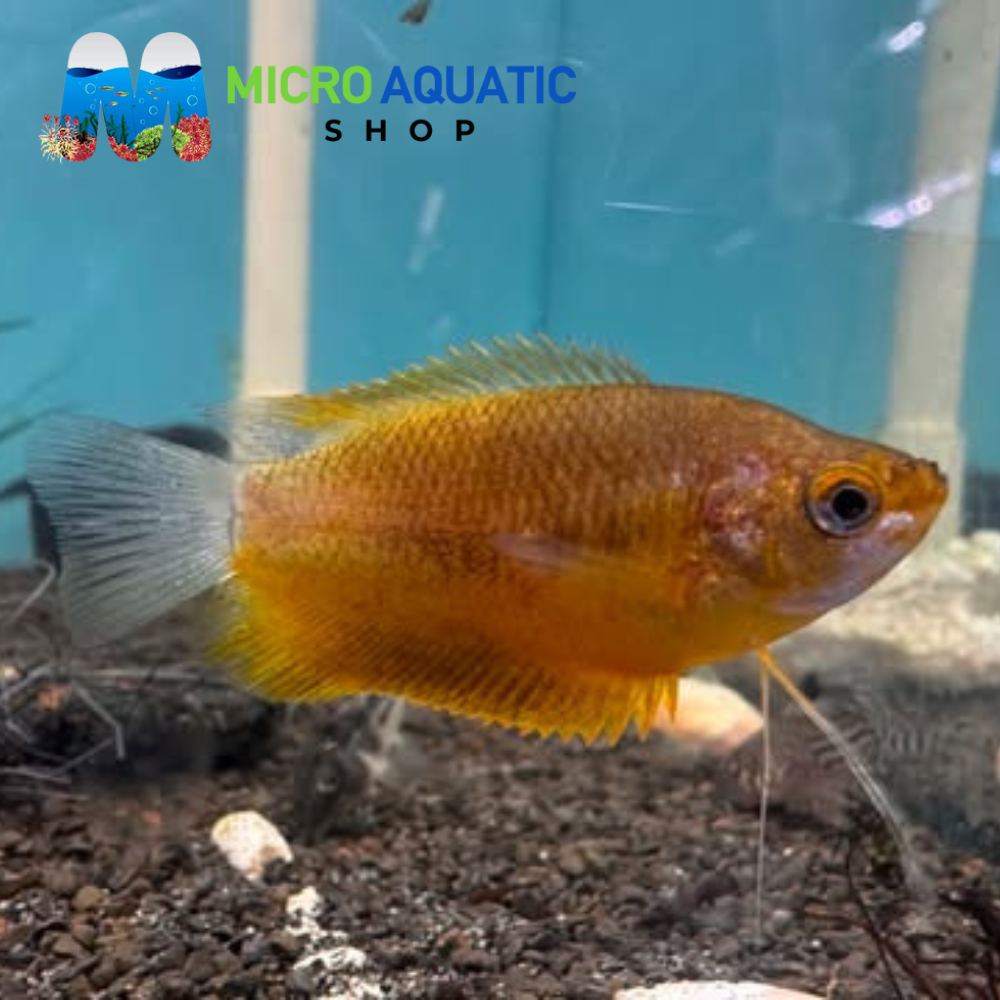 Gourami - Apricot 5cm