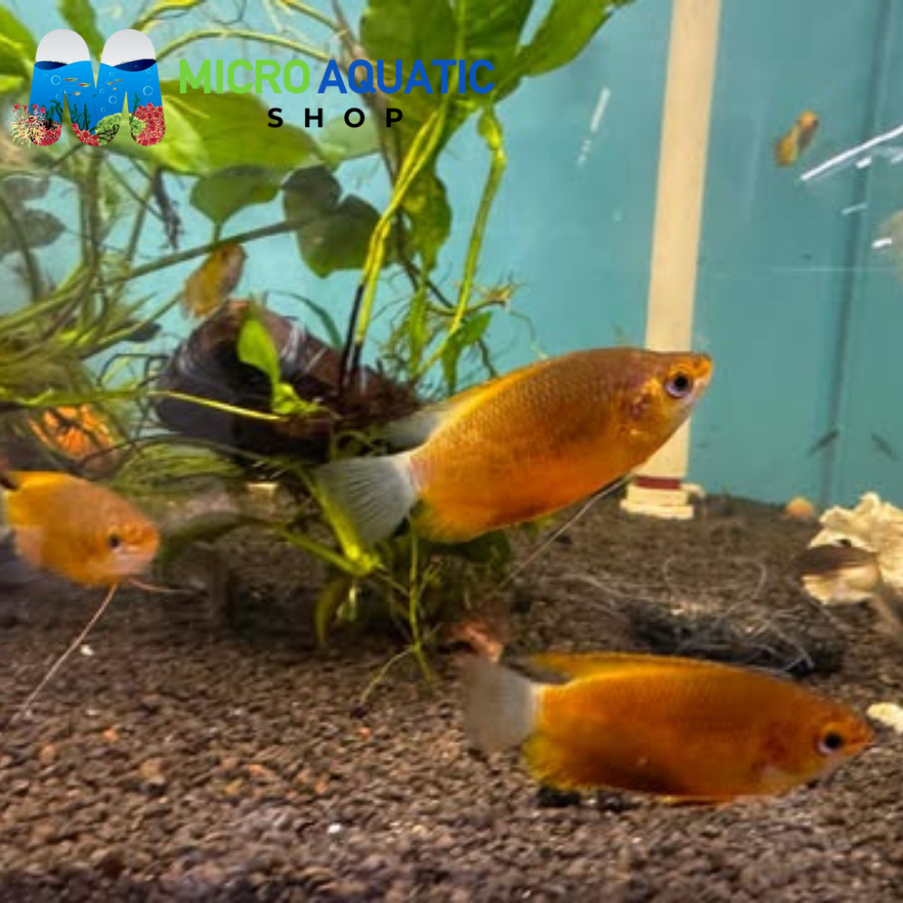 Gourami - Apricot 5cm