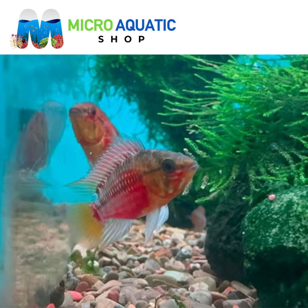 Dwarf Cichlid - Apistogramma Hongsloi *RARE*