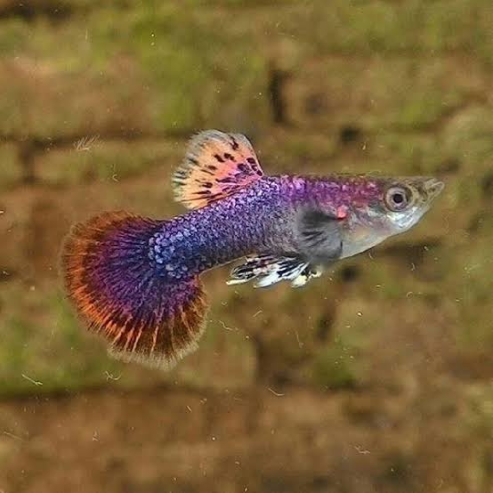 Guppy - Pink Magenta