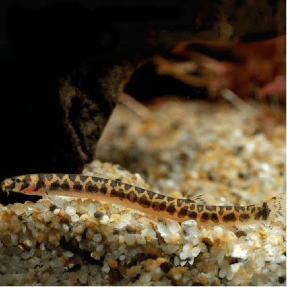 Kuhli Loach - Pygmy Tiger 5-6cm