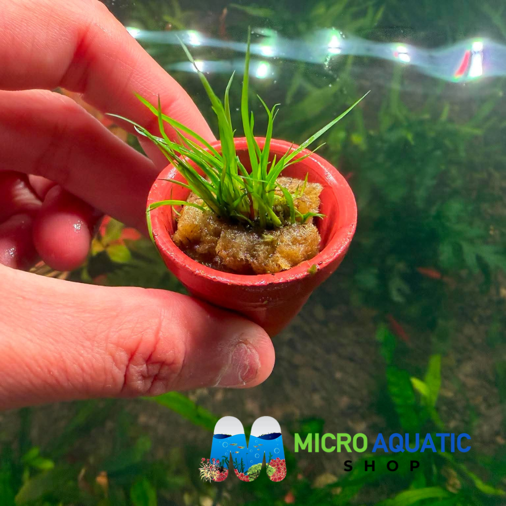 Juncus Repens Terracotta