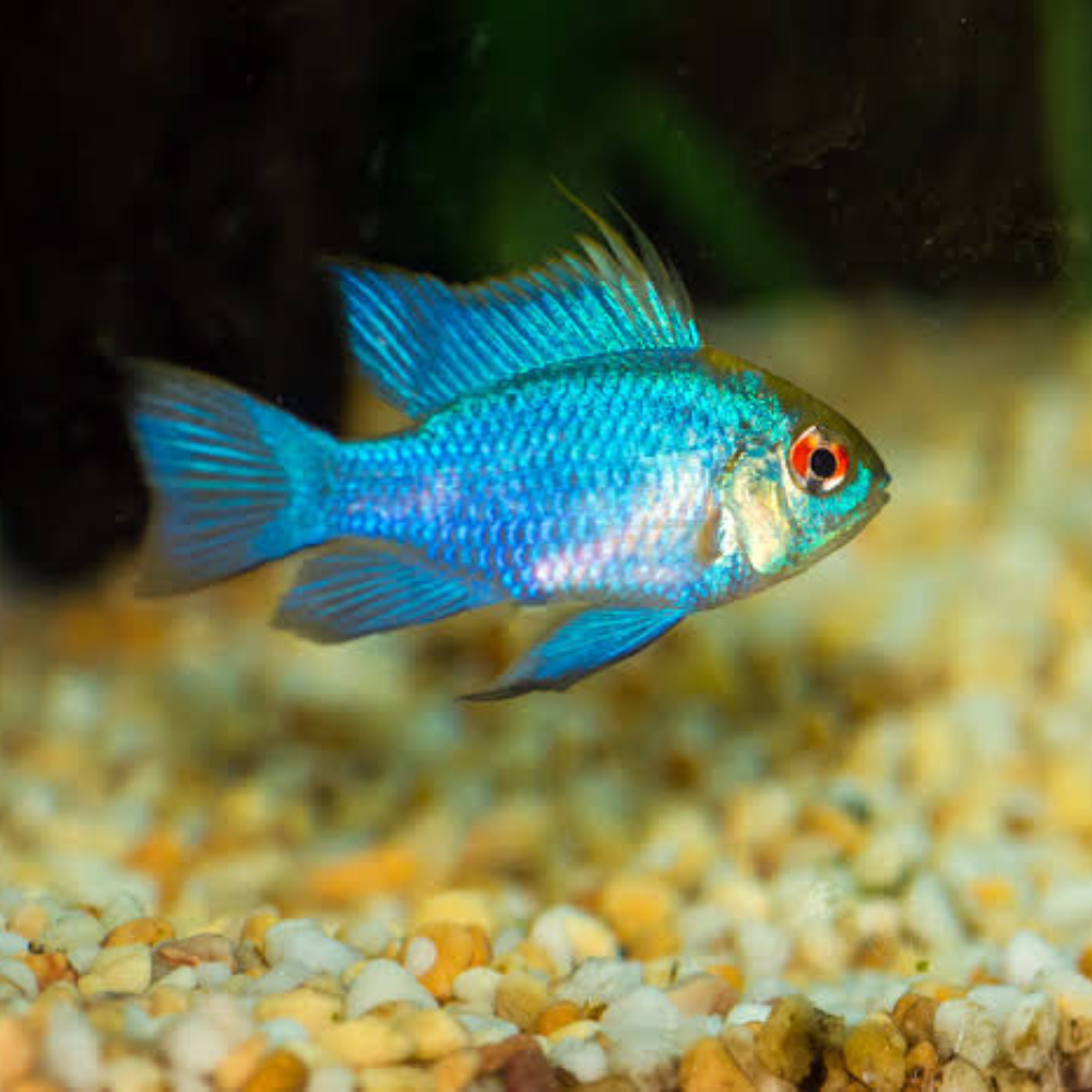 Dwarf Cichlid - Neon Blue Ram