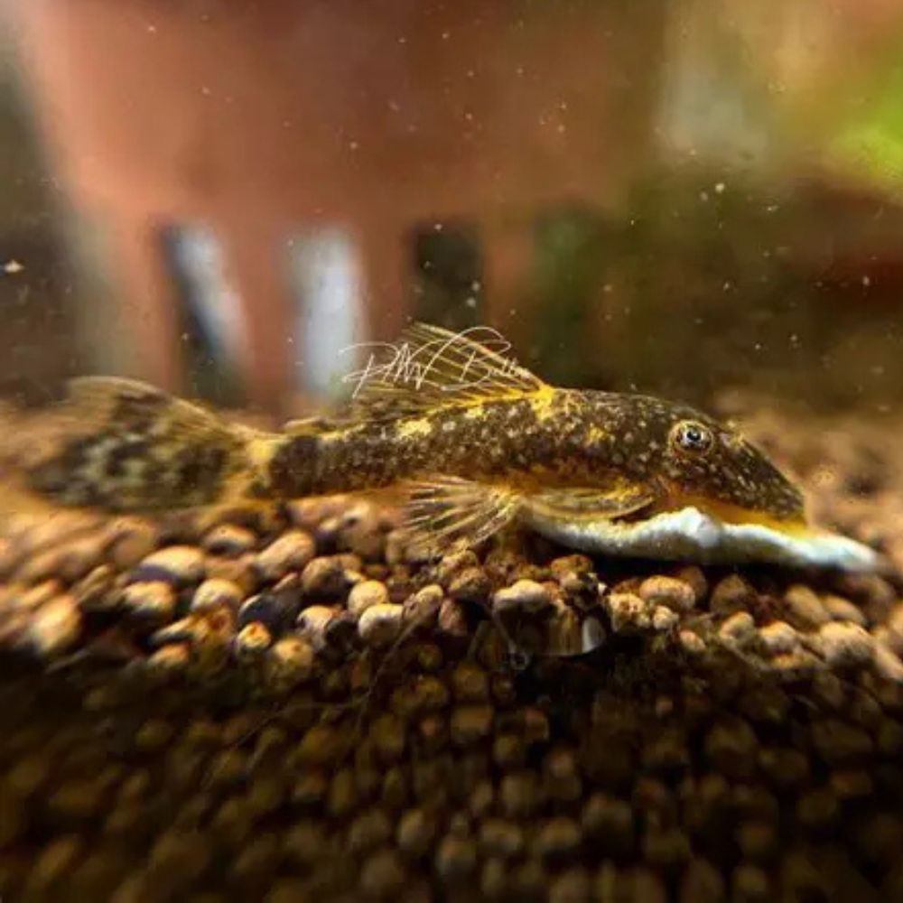 Bristlenose - Calico Micro Aquatic Shop