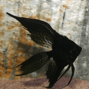 Angel - Black Veiltail FishHUB