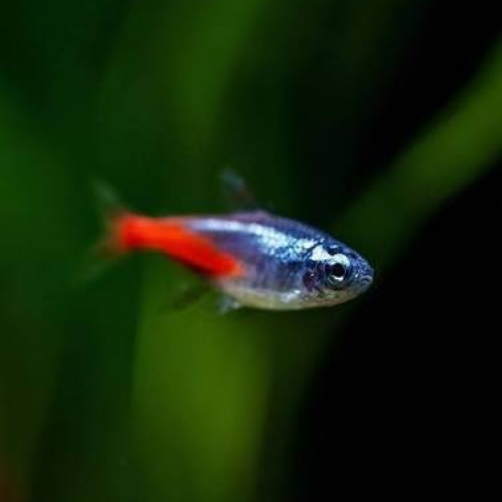 Tetra - Neon Tetra Diamond Head 1.5-2cm