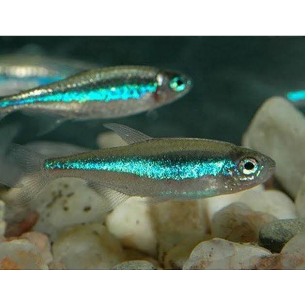 Tetra - Neon Green 1-2cm