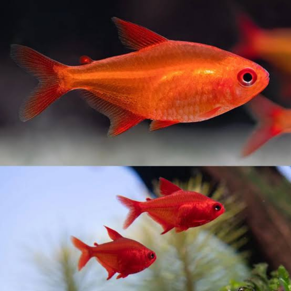 Rare Tetra - Red Cherry 3cm