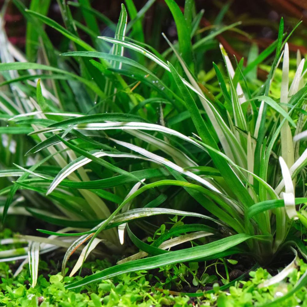 Rare Nano Plant - Eriocaulon Vietnam Variegated Aquadepot