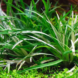 Rare Nano Plant - Eriocaulon Vietnam Variegated Aquadepot