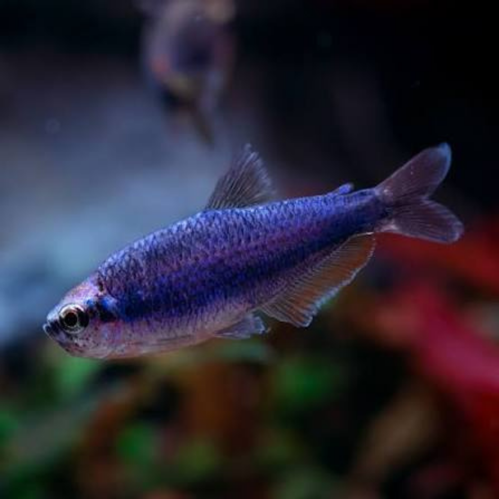 Rare Tetra - Super Blue Kerri