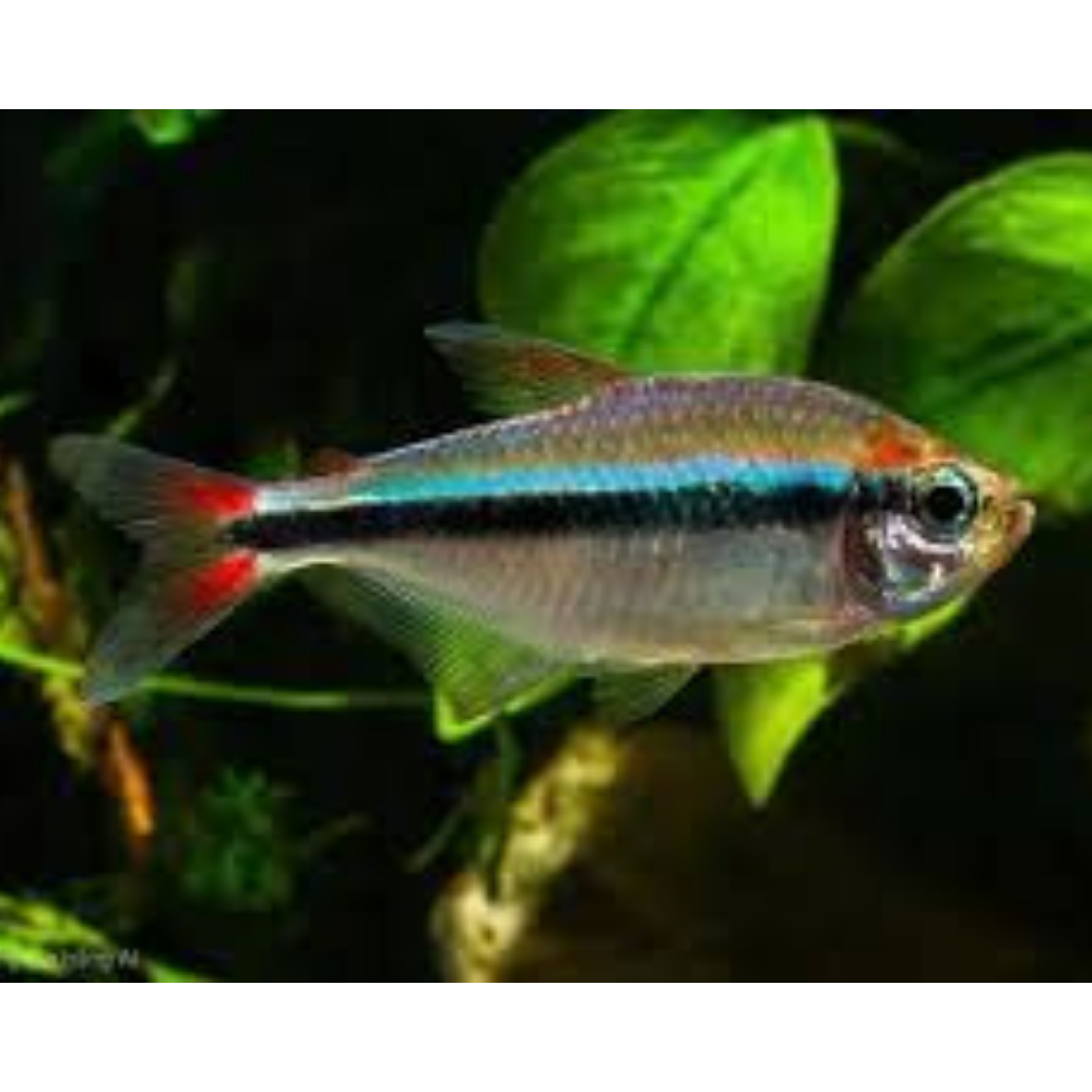 Rare Tetra - Mystic Blue
