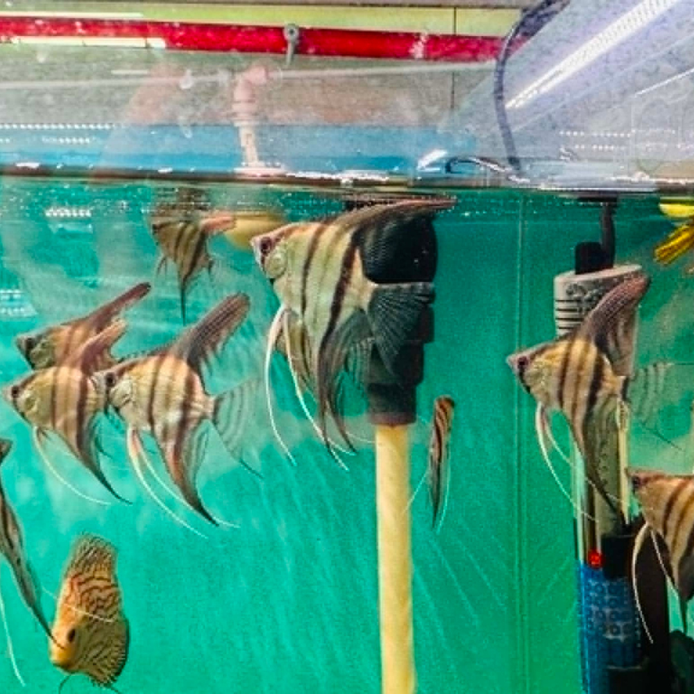 Angel Fish - Blue Pinoy Veiltail FishHUB