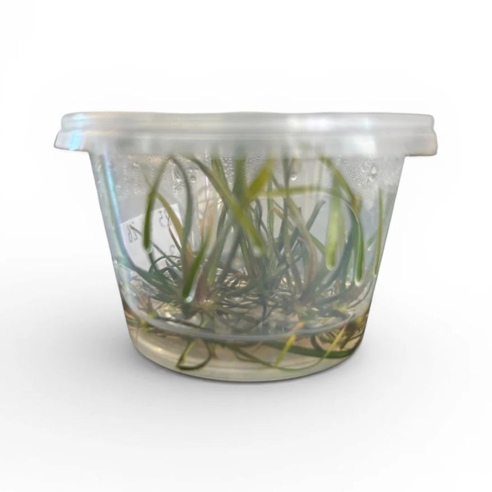 Tissue Culture Cup Helanthium tenellum Aquadepot