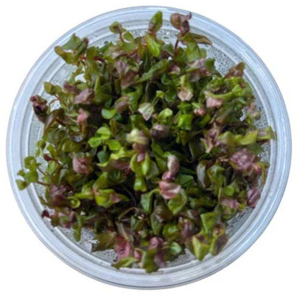 Tissue Culture Rotala macrandra Aquadepot
