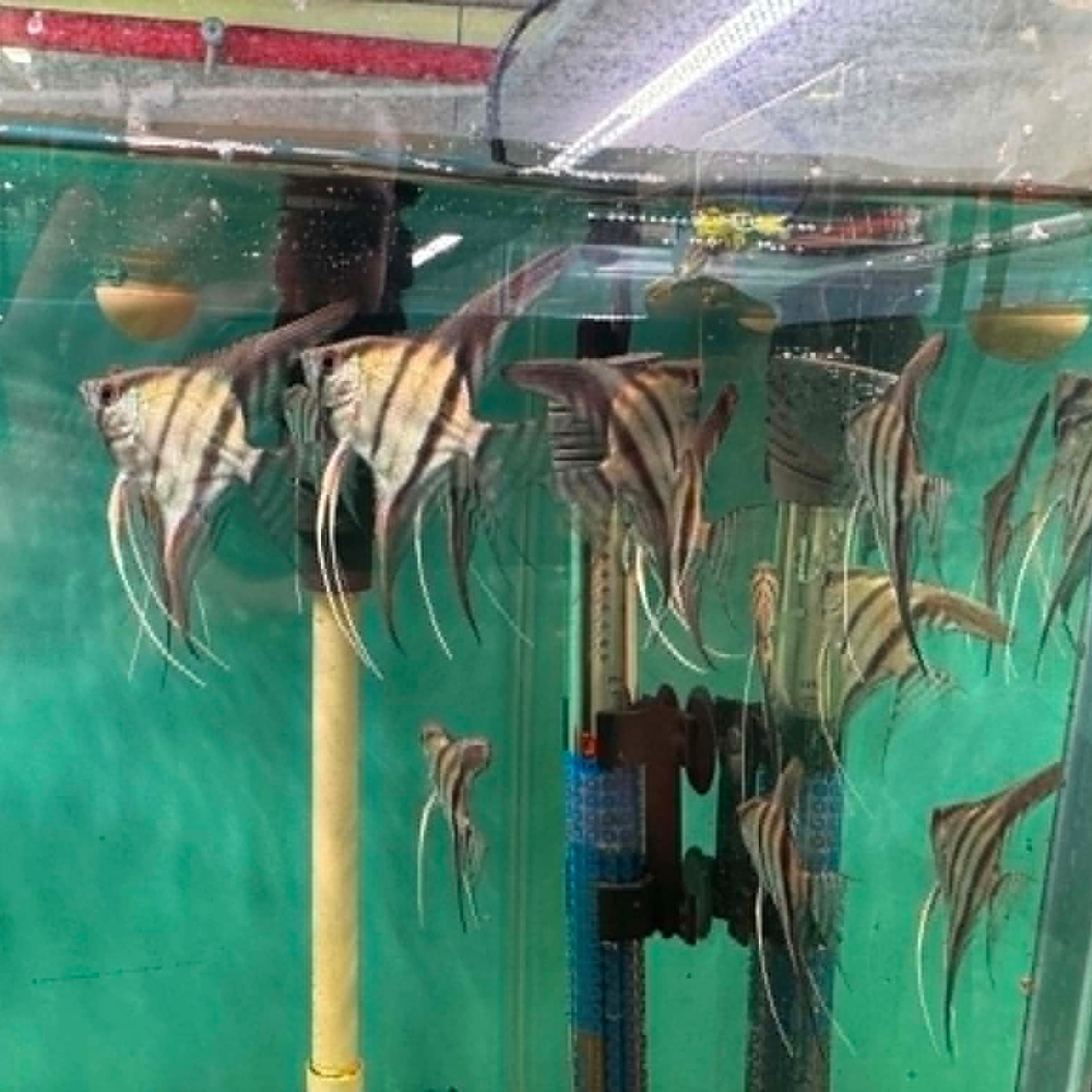 Angel Fish - Blue Pinoy Veiltail FishHUB
