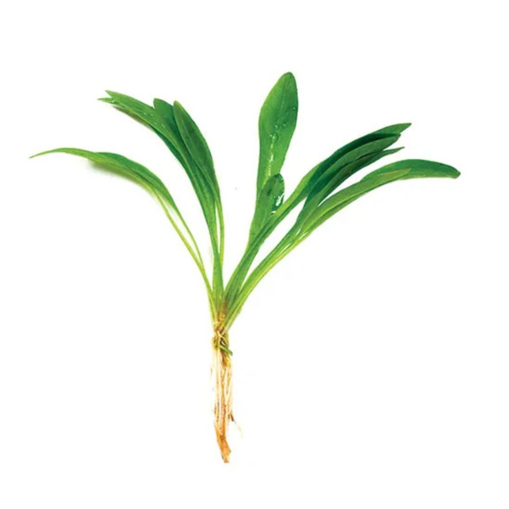 Rare Plant - Echinodorus quadricostatus- Broad Leaf Chain Sword Pisces