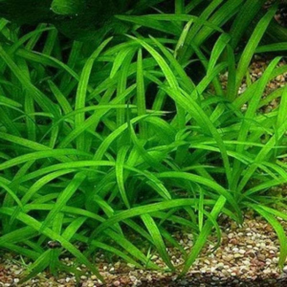 Echinodorus Tenellus - Pygmy Chain Sword Pisces