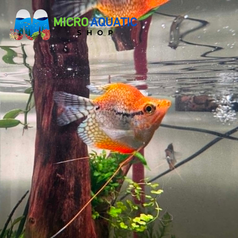 Gourami - Short Body Golden Pearl