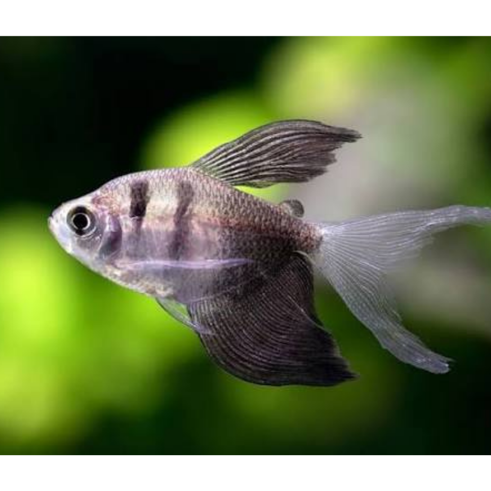 Tetra - Black Widow Long Fin 3.5cm