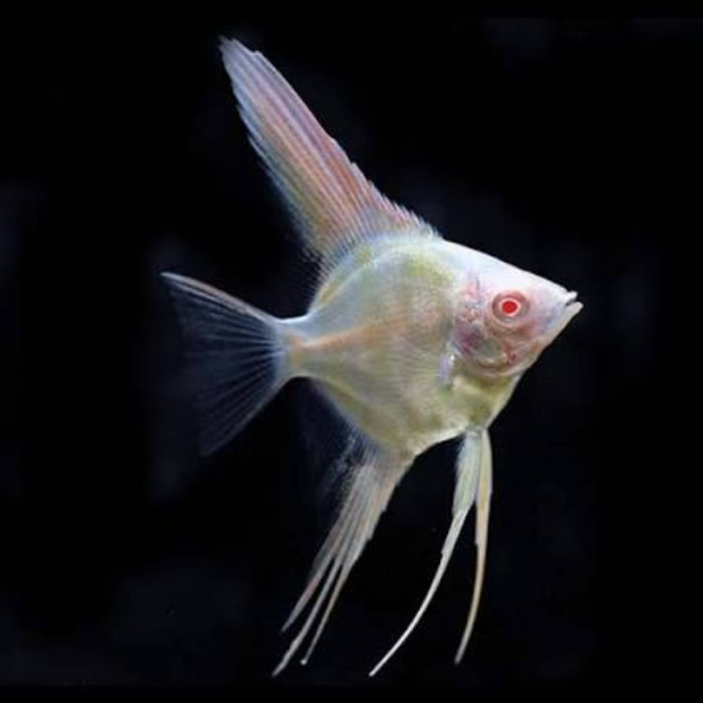 Angel - Albino Red Eye 3.5cm